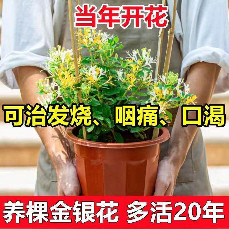 金银花树苗野生特级盆栽可食用泡茶红色金银花正品老桩带花苞四季