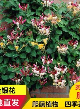 金银花树苗红白黄色花苗 鸳鸯藤金银花盆景苗当年开花包邮