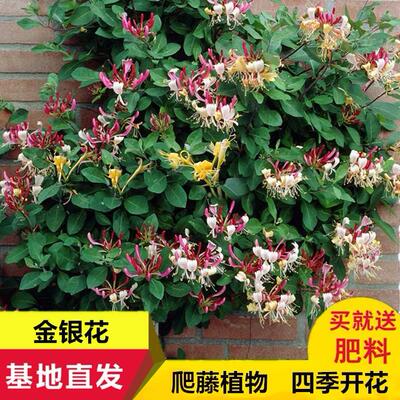金银花树苗红白黄色花苗 鸳鸯藤金银花盆景苗当年开花包邮