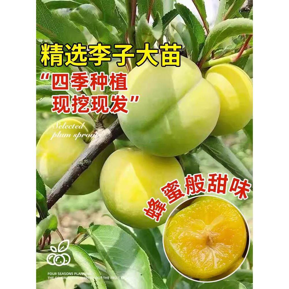 李子树苗西梅四川脆李嫁接水果苗黑布林南北方种植果树苗当年结果