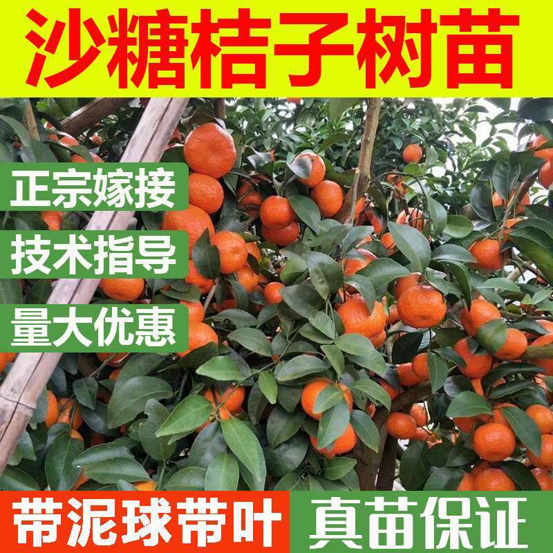 沙糖桔树苗地栽盆栽南方北方种植橘子树苗柑桔果树果苗嫁接砂糖橘