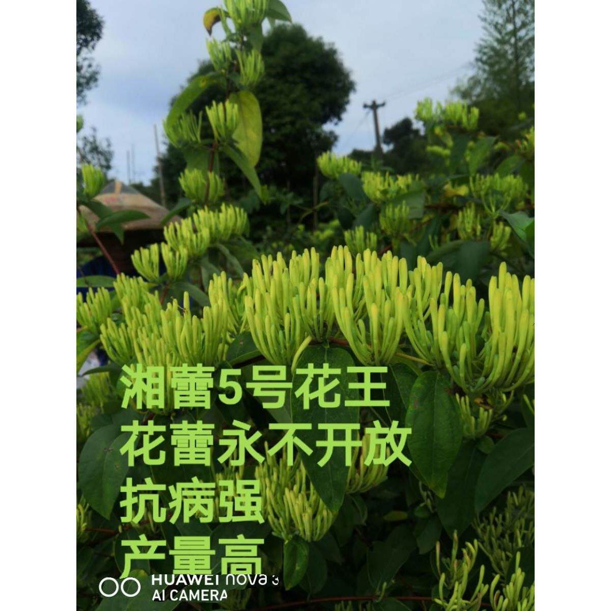 100棵湖南金银花苗湘蕾5号金银花嫁接苗金银花树药食两用金银花苗