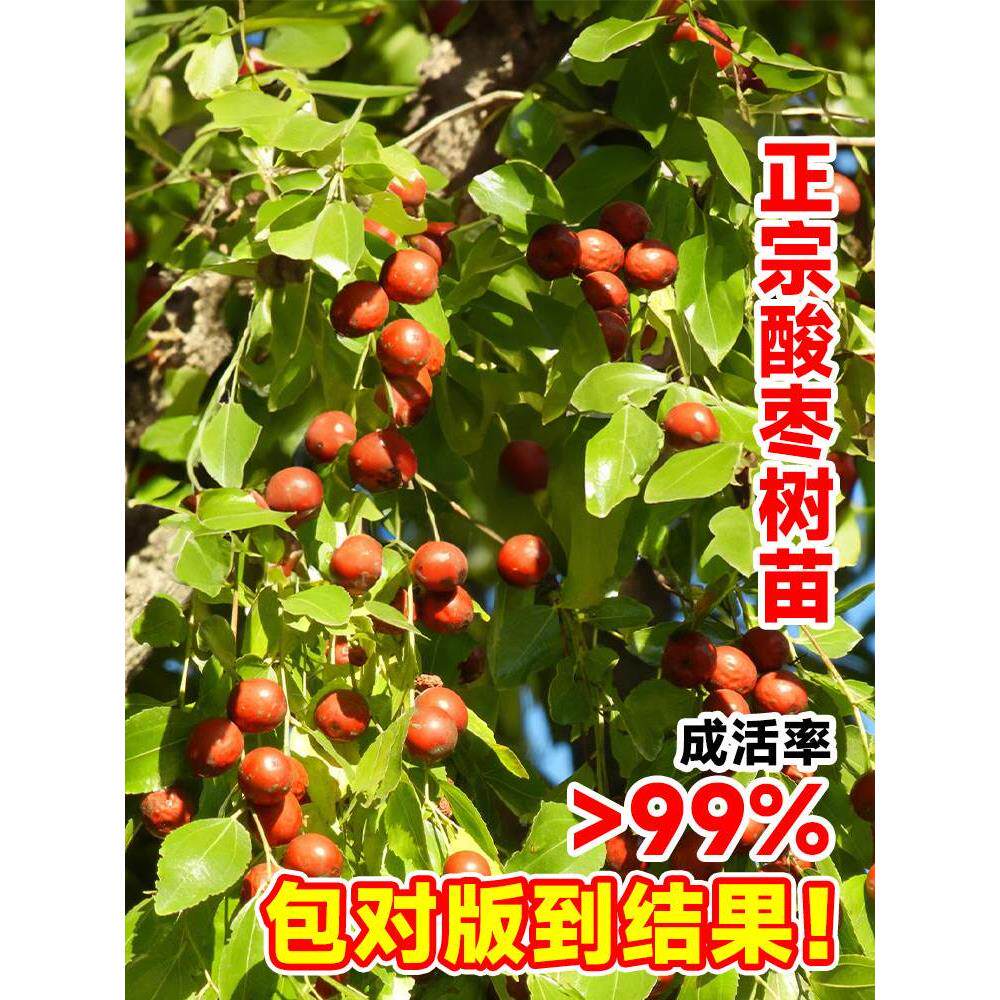 正宗酸枣树苗当年结果酸枣仁南方北方种植果树苗盆栽庭院地栽高产