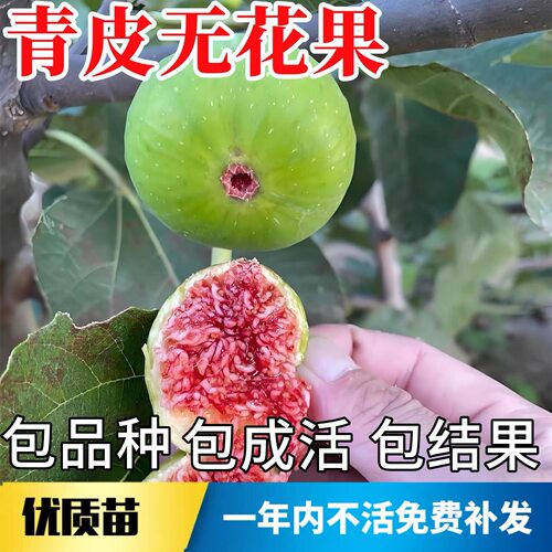 无花果树果苗威海青皮无花果苗特大耐寒无花果苗盆栽地栽当年结果