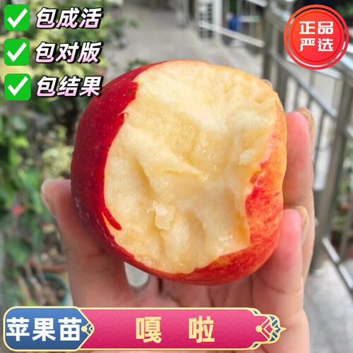 嫁接早熟太平洋嘎啦苹果