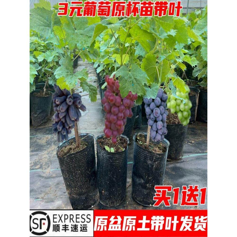 正宗巨锋葡萄苗夏黑葡萄树苗无核葡萄果树苗耐寒葡萄苗爬藤果树苗