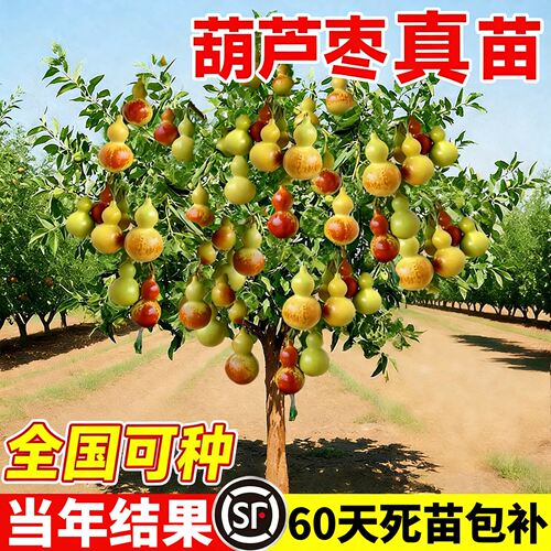 正宗葫芦枣树活苗大枣超甜特大号蟠枣树果苗带土球盆栽南北方种植