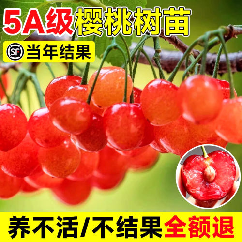 樱桃树果苗大樱桃苗南北方红妃车厘子嫁接果树苗盆栽种植庭院耐寒