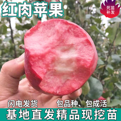 红肉苹果树苗南北方庭院