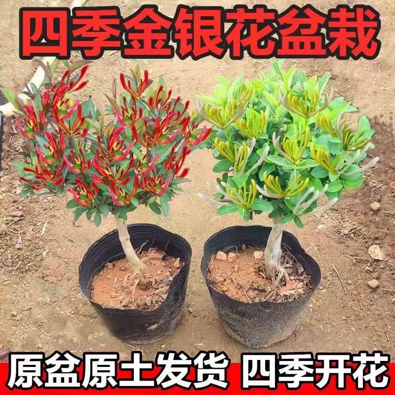 金银花树苗盆栽带盆带土带叶当年开花室内花园爬藤食用药红色花卉