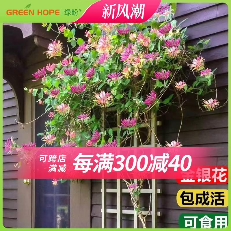 金银花树苗盆栽红金银花可食用爬藤植物庭院阳台四季好养花卉绿植
