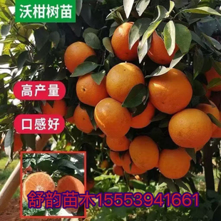 柑橘树苗马水桔苗砂糖橘桔子苗橙子嫁接苗无核橘子果树苗当年结果