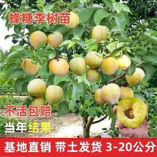 正宗蜂糖李树苗脆甜脱骨李西梅果树盆栽地栽庭院四季种植大树