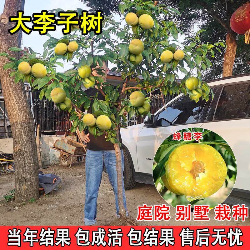 特大蜂糖李子树苗新品种脆甜脱骨李盆栽地栽庭院四季种植果树大树