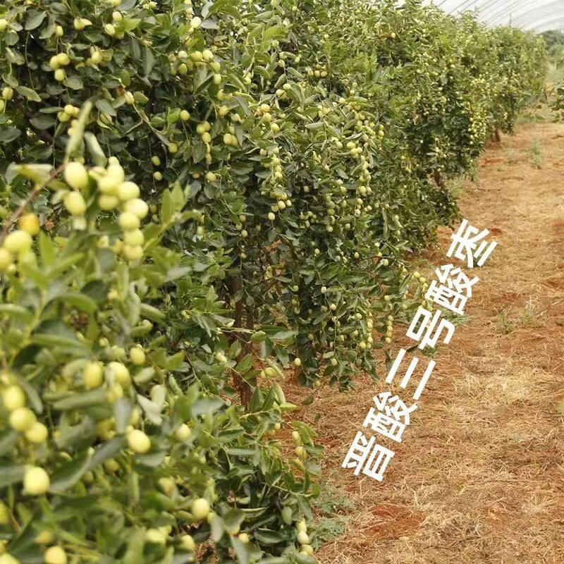 晋酸3号高产药用双仁酸枣苗山枣苗南北方种植 盆地栽当年结果树苗