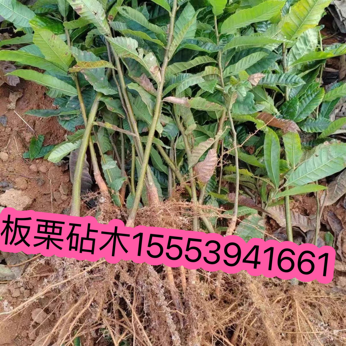 板栗树苗板栗实生苗直生苗包邮锥栗