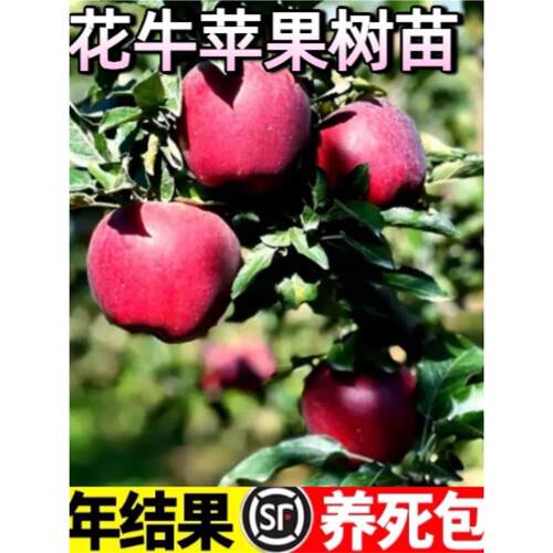 花牛苹果树苗糖心南北方