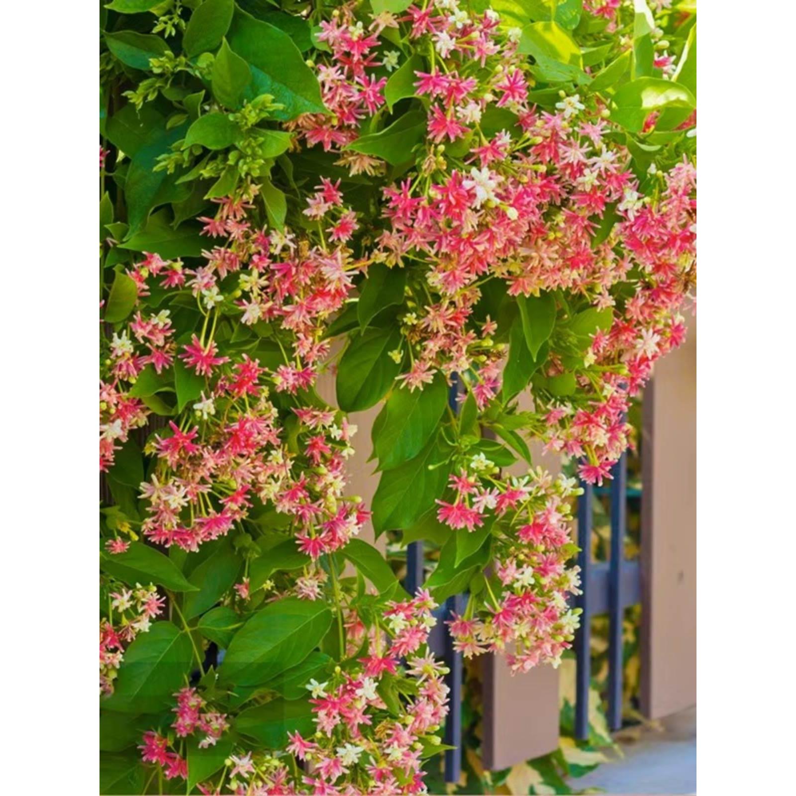 金银花树苗北花一号盆栽懒汉爬藤植物四季可食红黄白老桩金银花苗