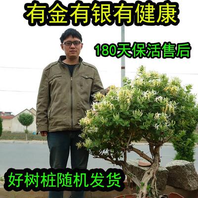 山东老王 金银花树苗盆栽苗四季常青花卉盆景树桩大老桩