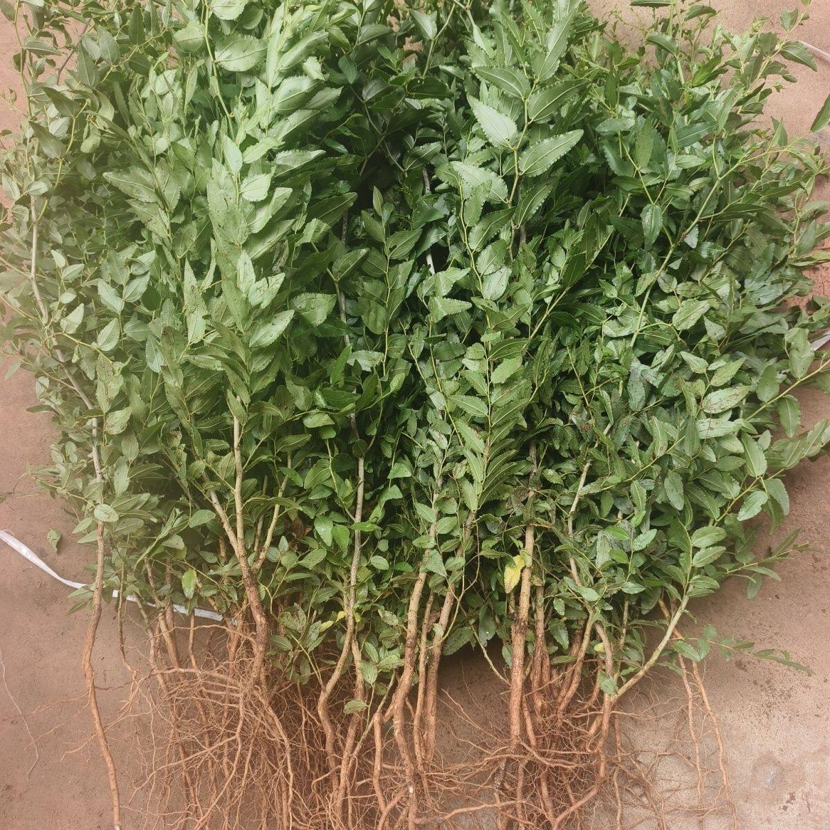 高产药用双仁酸枣大苗人工培育南北方可种植地栽荒山当年结果