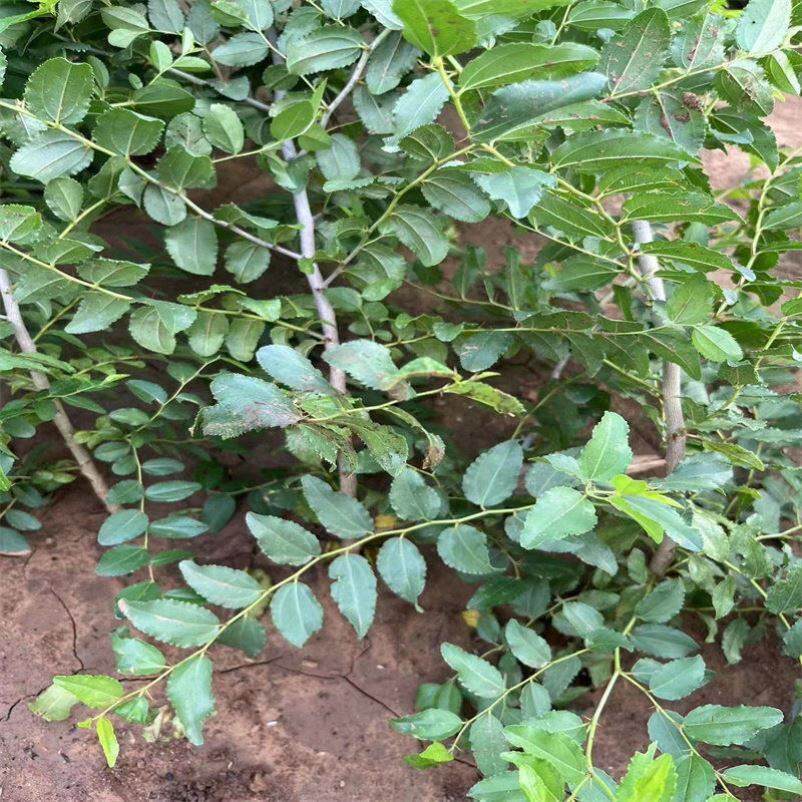 晋酸3号高产药用双仁酸枣苗山枣苗南北方种植 盆地栽当年结果树苗