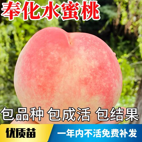 奉化水蜜桃苗南北方地栽耐寒桃树果苗盆栽嫁接早晚熟大树当年结果