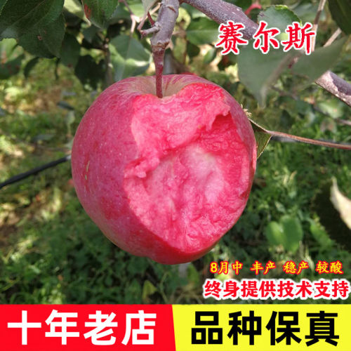 嫁接早熟赛尔斯红肉苹果