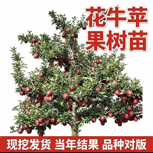 花牛苹果树果苗当年结果