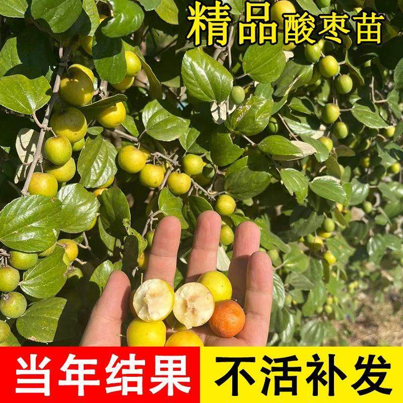 嫁接酸枣苗野山枣树苗野酸枣南北方种植高产双仁当年挂无刺酸枣树