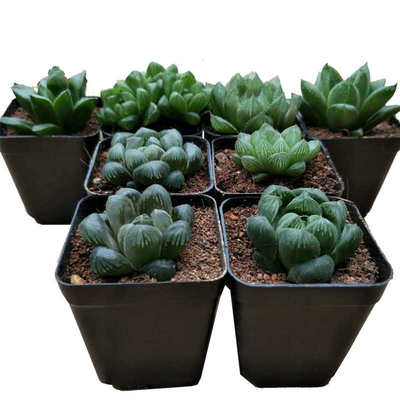 多肉植物 玉露姬寿组合 姬玉露等8个品种18.8 新手套餐 原盆原土