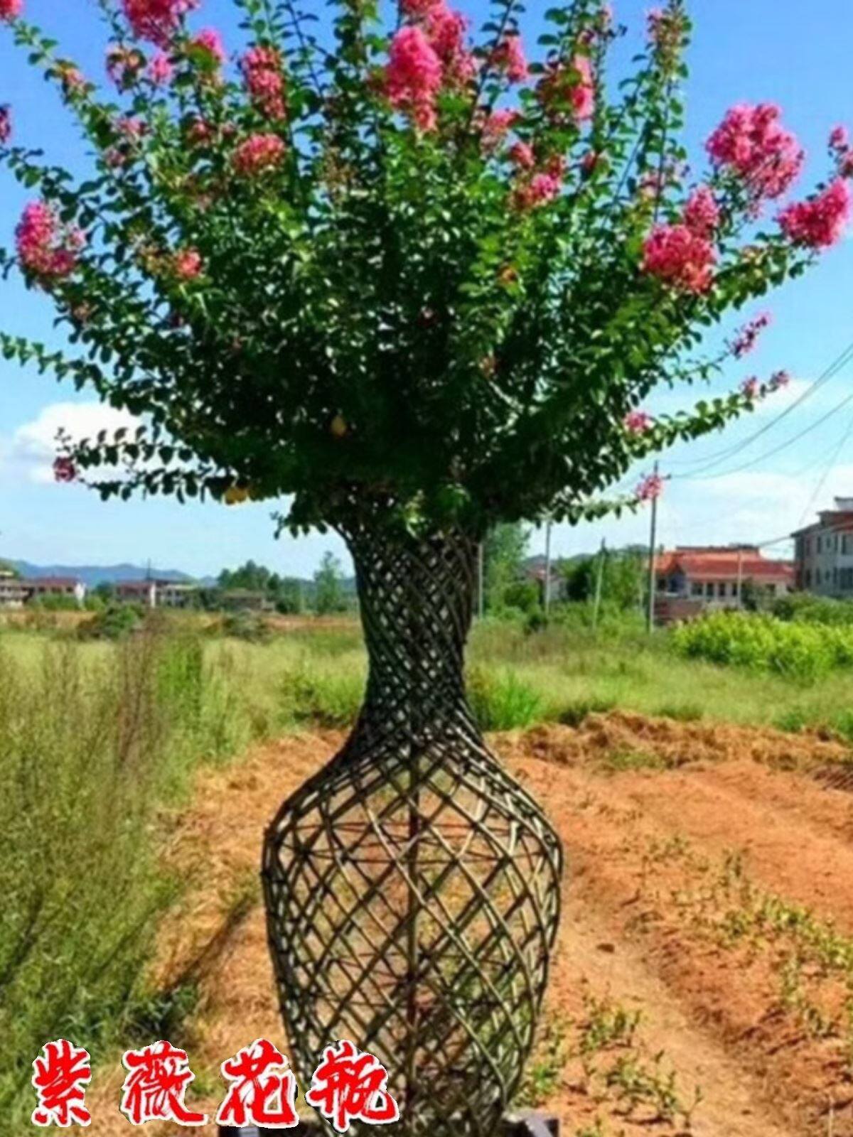 高档紫薇花瓶造型树紫薇花瓶桂花花瓶海棠花瓶别墅庭院造型树