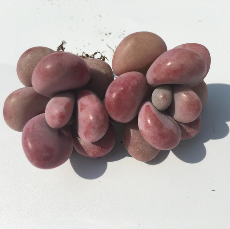 桃蛋 桃之卵 多肉 婴儿手指 多肉植物 10颗 桃蛋包邮！