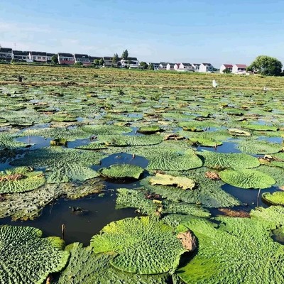 苏州乡下人家鸡头米种植正宗澄湖水八仙苏芡机剥冷链包邮当天发货