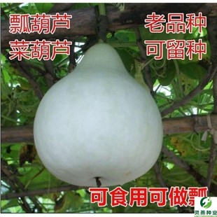 可做水瓢早熟观赏蔬果种子 食用菜葫芦种子早生圆瓠瓜种籽瓢葫芦