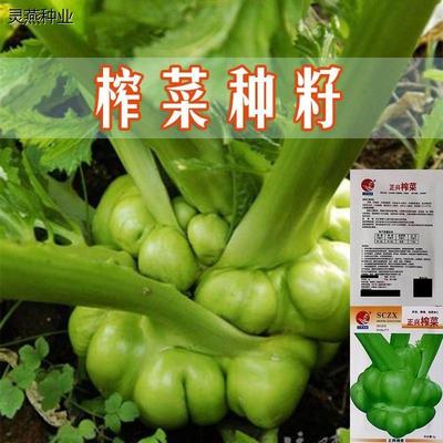 涪陵榨菜种子正宗四川大头菜榨菜头青菜头芥菜夏秋季蔬菜耐高温种