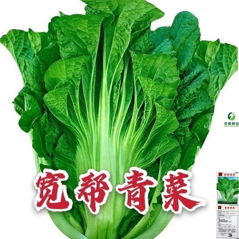 四川宽帮青菜种子中熟大叶菜腌制泡菜酸菜干菜腌菜四川甜芥菜秋播
