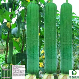 肉丝瓜种子高产早熟瓜种子四季香丝瓜当季阳台易活清香瓜果蔬菜籽