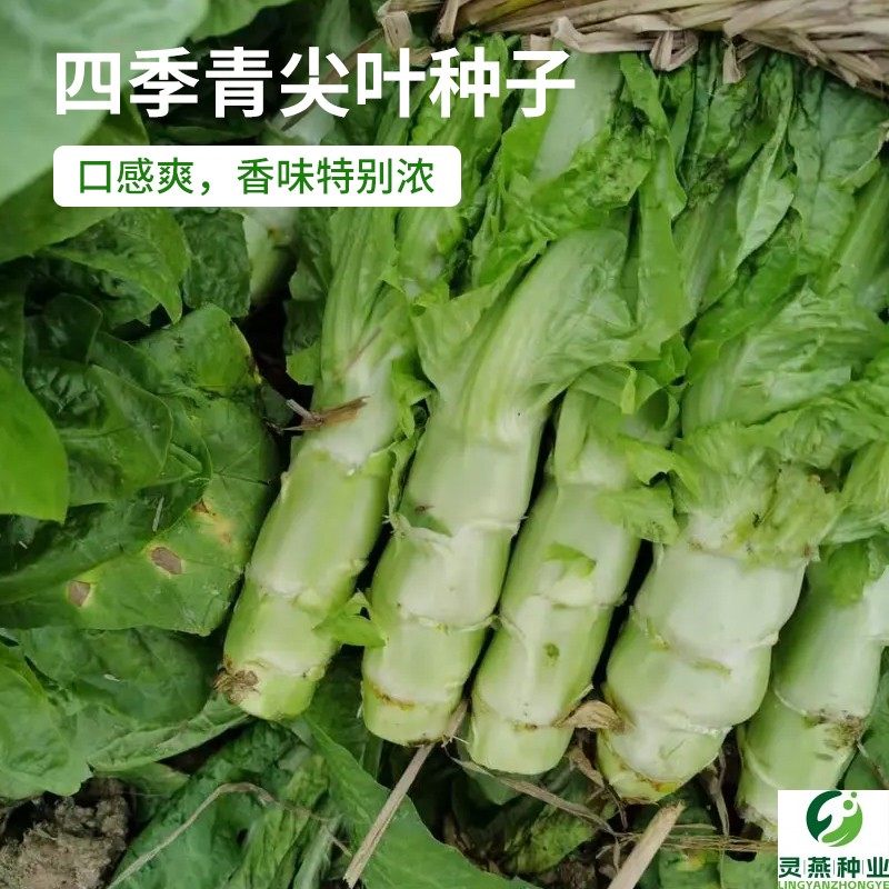 四季青尖叶种子青皮绿肉香莴笋种子高产耐热耐寒春秋冬播种蔬菜种