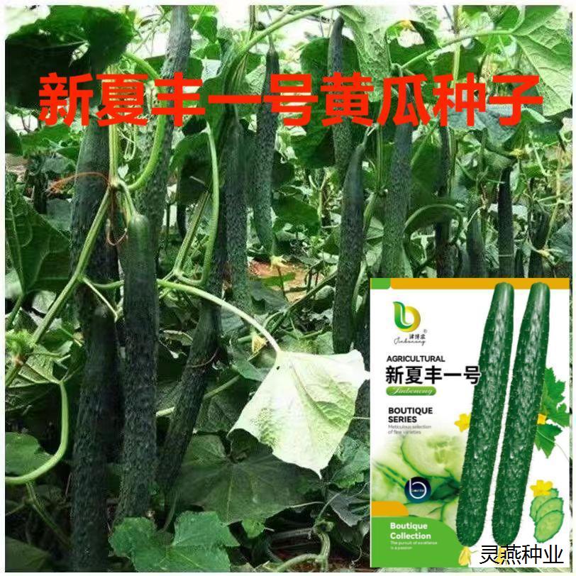 新夏丰一号黄瓜种子四季播阳台绿心黄瓜高产农家田园盆栽蔬菜种子
