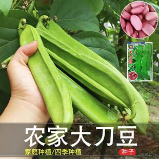 刀豆大刀种子大红巨型扁豆豆角种籽巴豆巴西四季蔬菜爬藤菜大全