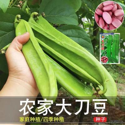 刀豆大刀种子大红巨型扁豆豆角种籽巴豆巴西四季蔬菜爬藤菜大全