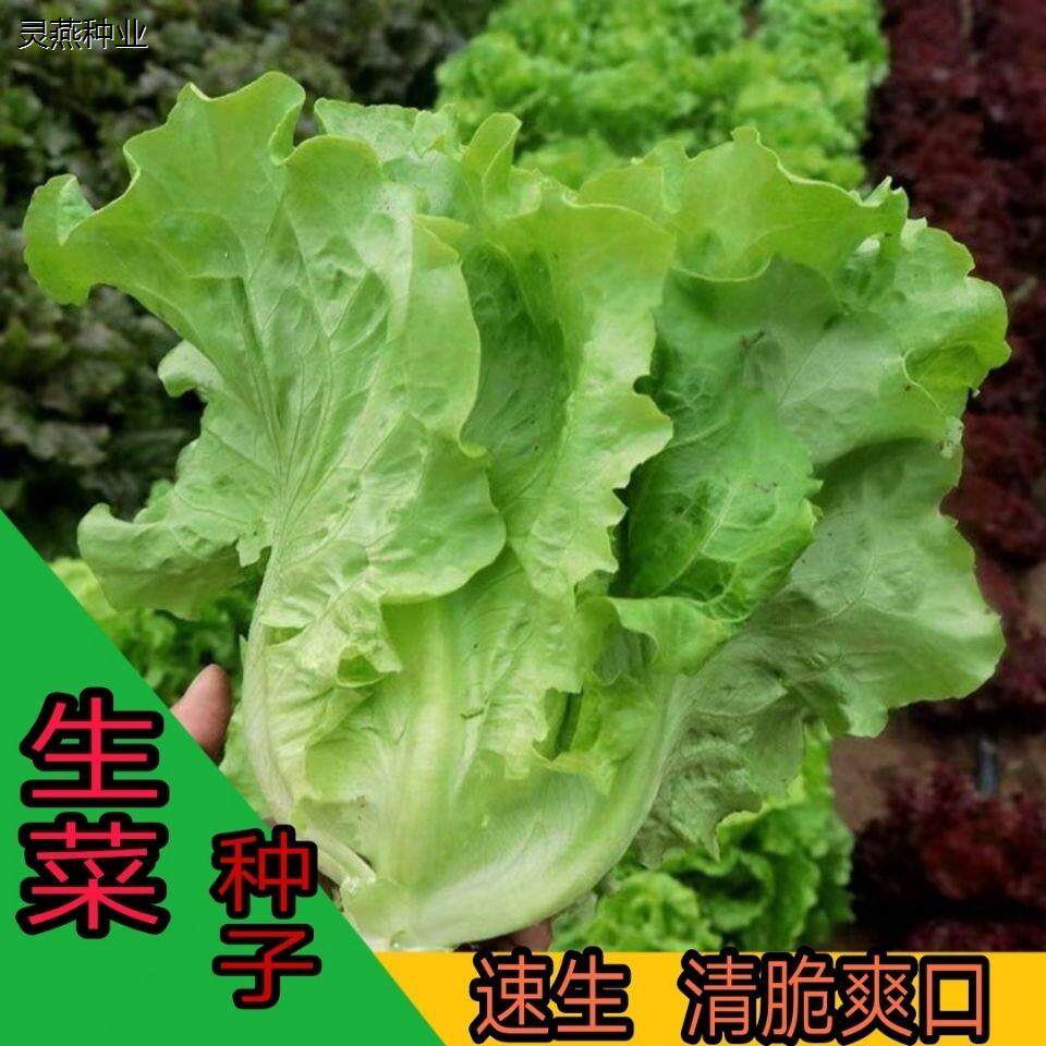玻璃生菜种子四季播涮火锅速生种籽耐寒青菜阳台盆栽蔬菜种孑易活