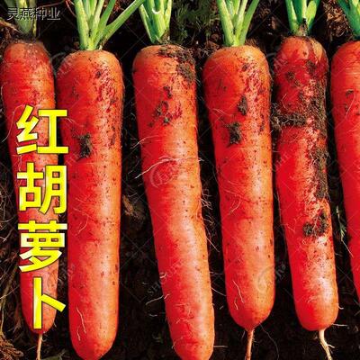 九寸三红胡萝卜种子水果蔬菜萝卜菜籽脆甜春秋季四季田园蔬菜种子