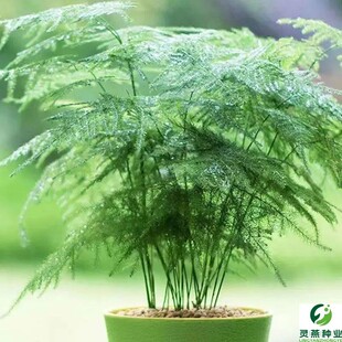 文竹种子文竹盆栽阳台室内种植室外耐寒花种文竹种籽四季庭院新种