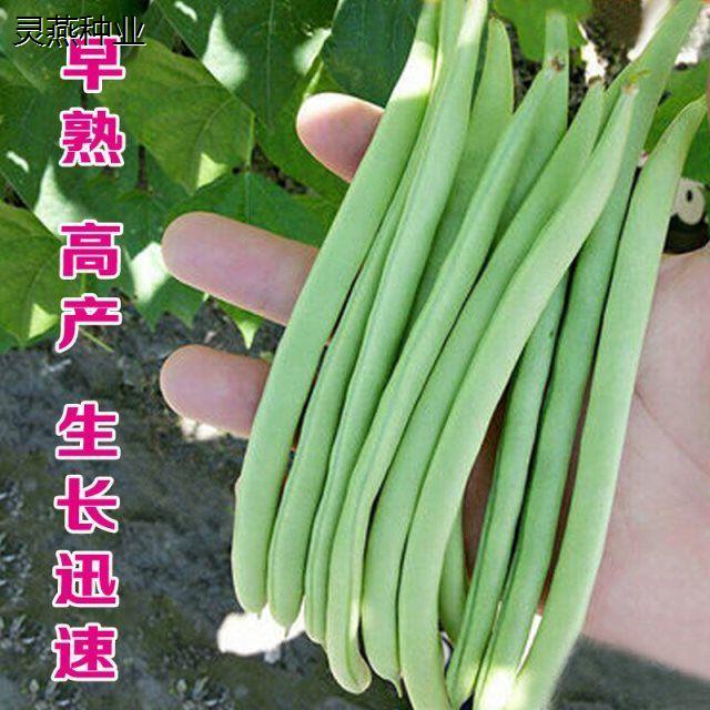 四季豆种子 爬藤无筋豆角种籽 四季高产 农家菜园蔬菜种子