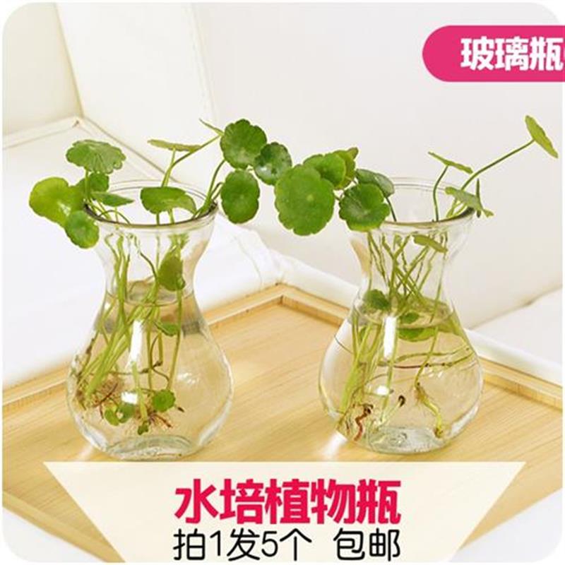 5个 风信子水h培植物花瓶水培容器透明玻璃瓶花盆s瓶插养花植物.