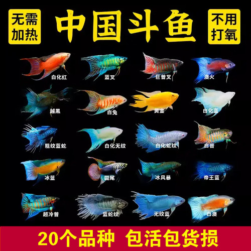 中国斗鱼观赏鱼活鱼原生鱼冷水