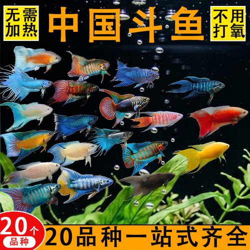 中国斗鱼鱼缸小型观赏鱼无纹蓝黄金斗鱼好养白兔国斗可群养冷水鱼