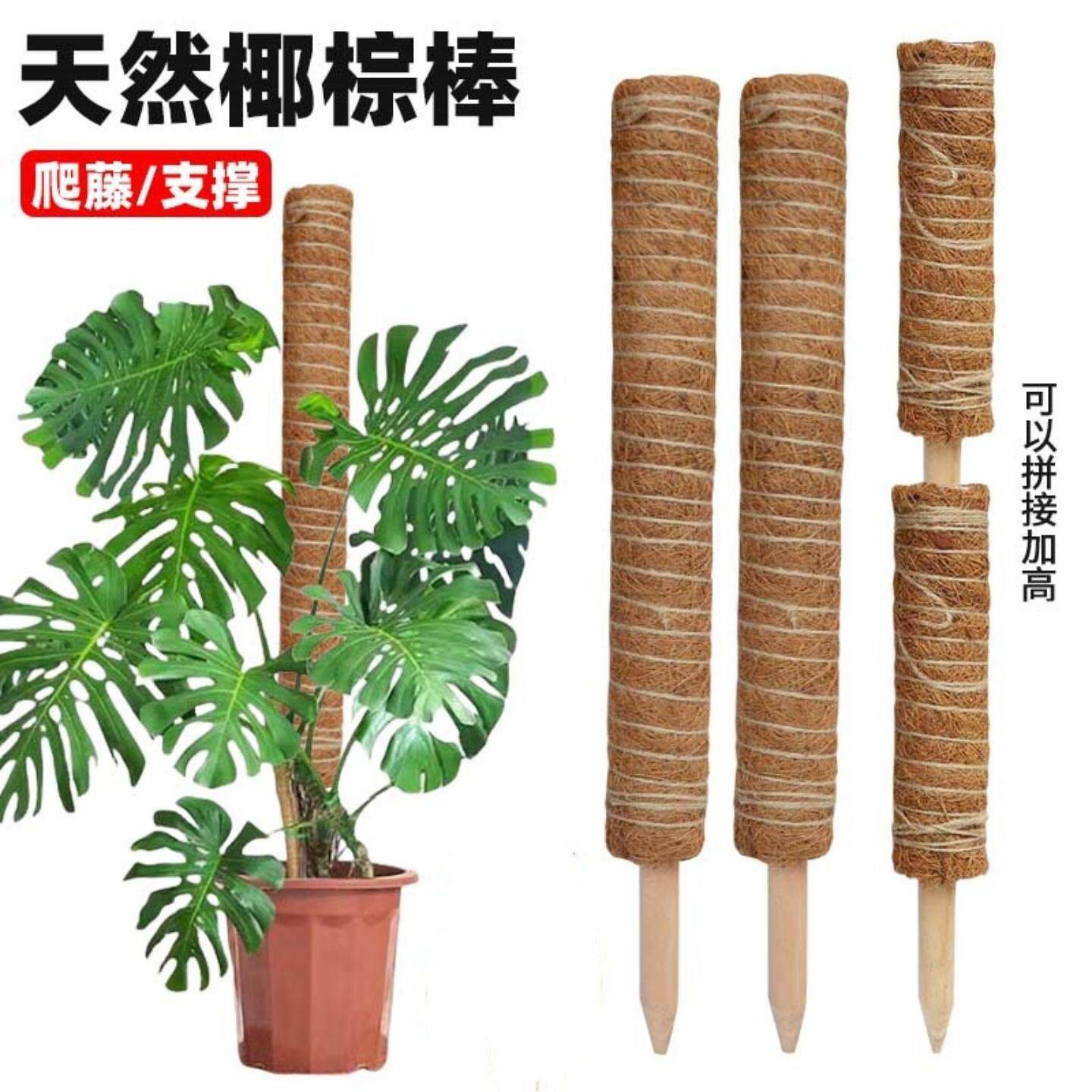木棍头椰棕棒绿箩攀爬柱绿萝固定植物爬藤棕榈柱防倒伏支架可拼接
