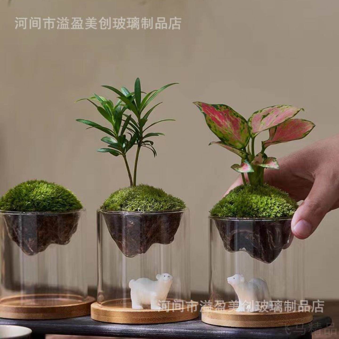 植物摆件家居客厅桌面景意花盆